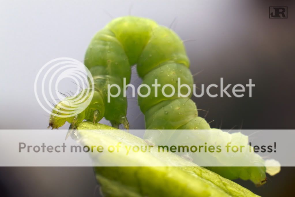 Need Help Identifying a Caterpillar? General Discussion Flight Rising